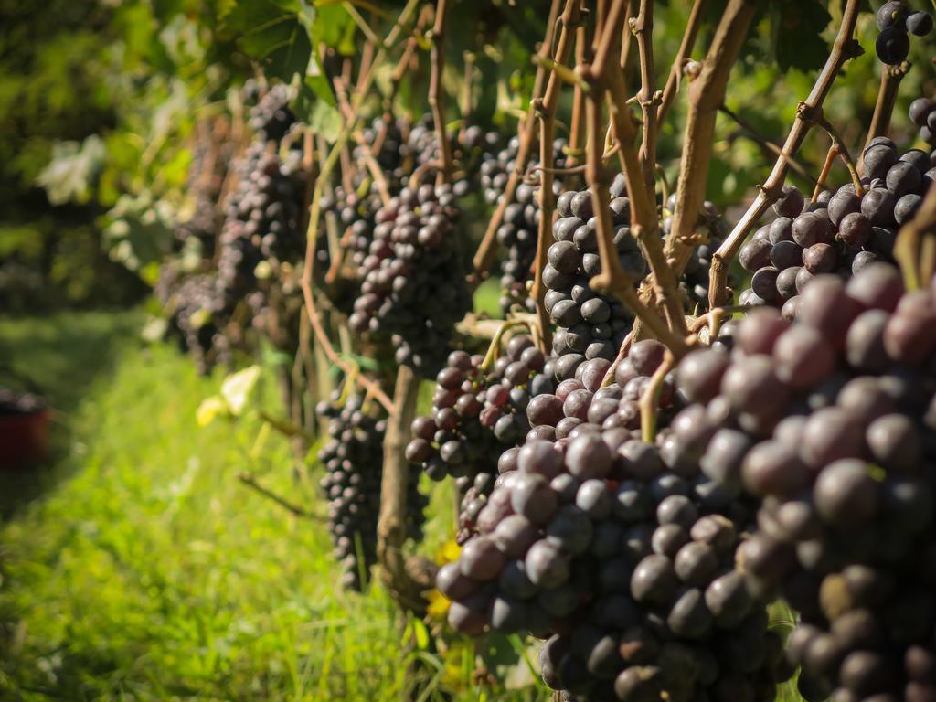 Il Molinaccio Di Montepulciano Villa Eksteriør bilde